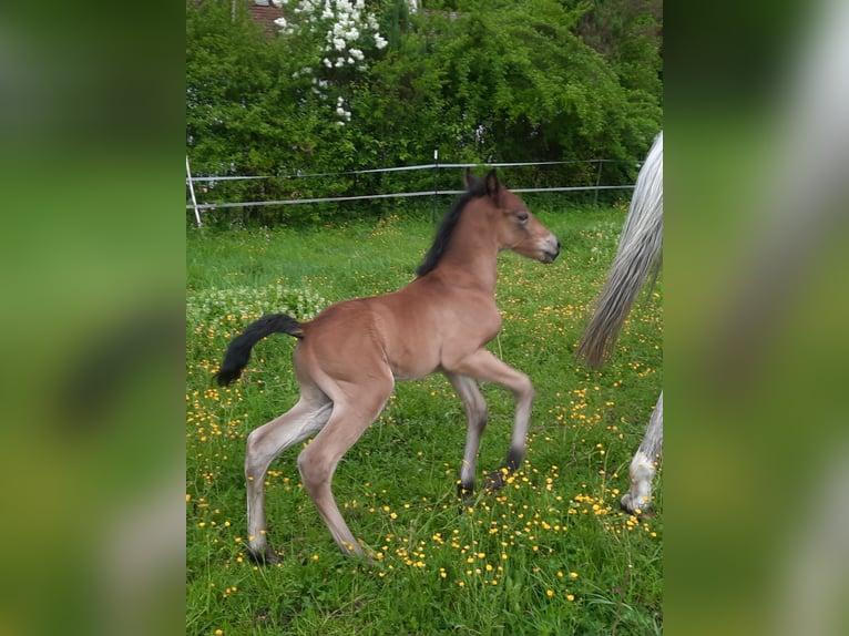Lusitanien Croisé Étalon Poulain (05/2026) 158 cm Bai in Geretsried