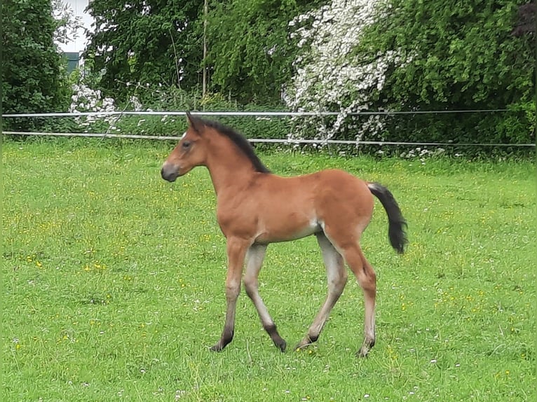 Lusitanien Croisé Étalon Poulain (05/2026) 158 cm Bai in Geretsried