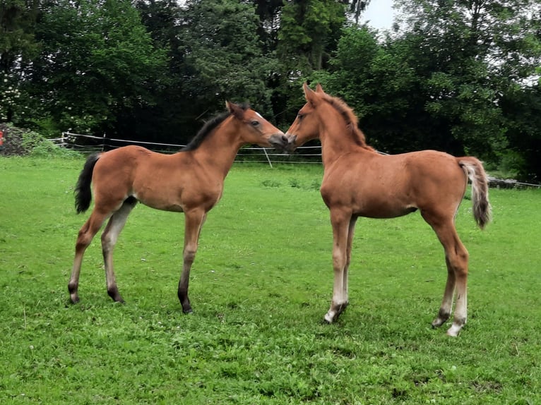 Lusitanien Étalon Poulain (05/2026) 160 cm Alezan brûlé in Geretsried