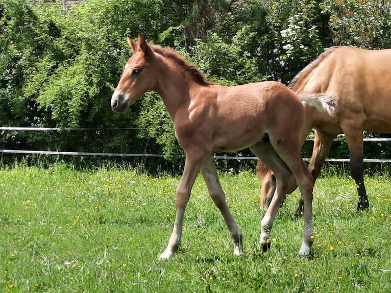 Lusitanien Étalon Poulain (05/2026) 160 cm Alezan brûlé in Geretsried