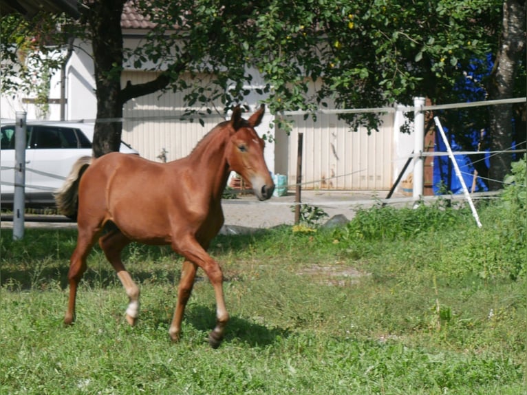 Lusitanien Étalon Poulain (05/2026) 160 cm Alezan brûlé in Geretsried