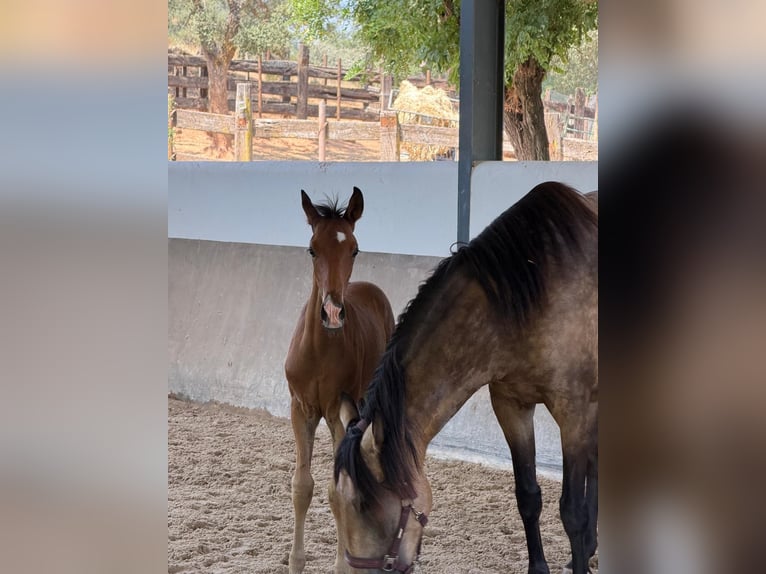 Lusitanien Étalon Poulain (05/2026) 160 cm Bai in Vila Viçosa