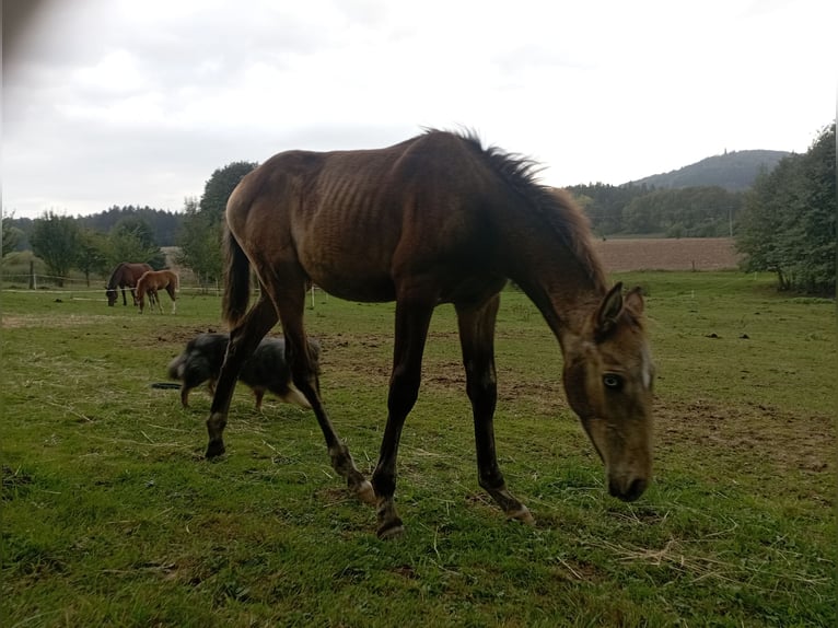 Lusitanien Étalon Poulain (06/2024) 160 cm in VLAŠIM