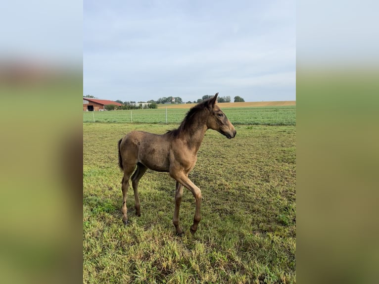 Lusitanien Étalon Poulain (05/2024) 162 cm Buckskin in Egenhofenenh