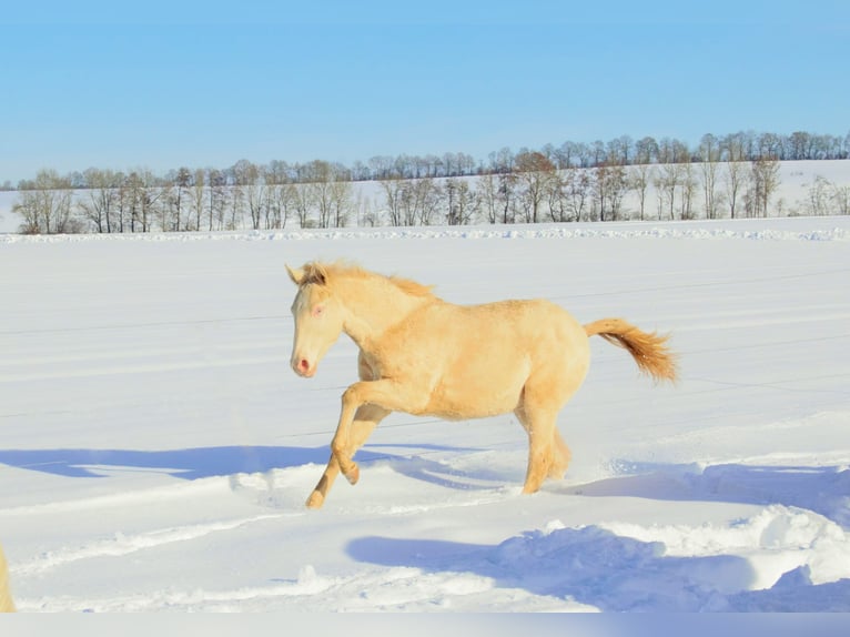 Lusitanien Étalon Poulain (05/2024) 162 cm Buckskin in Egenhofenenh