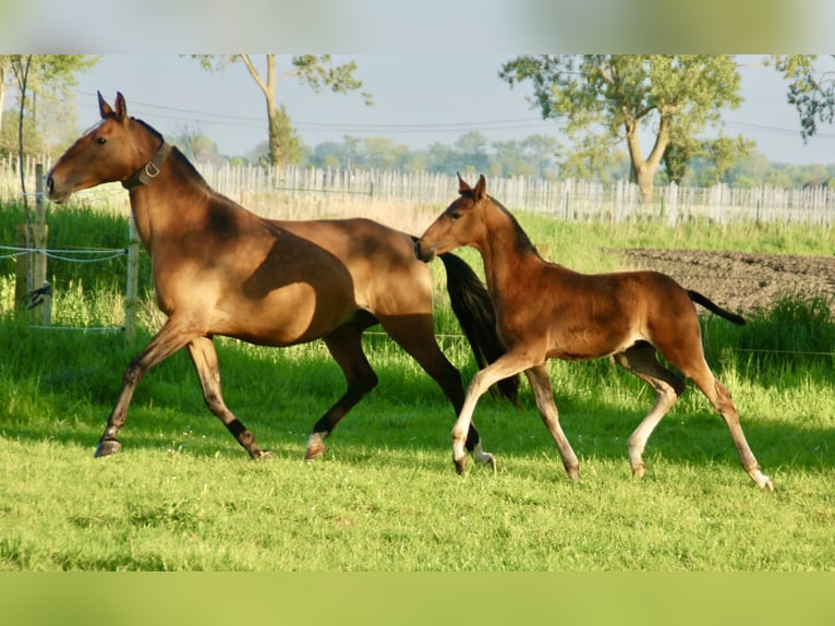 Lusitanien Étalon Poulain (02/2024) 163 cm Bai in Bredene