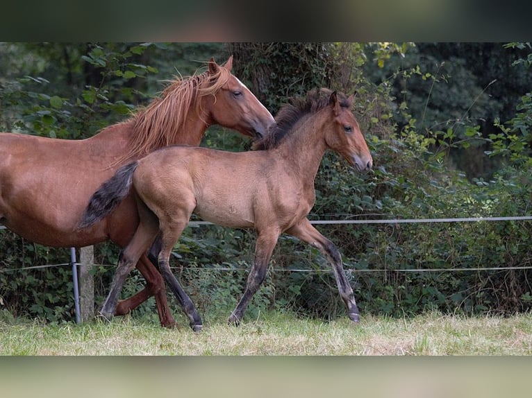 Lusitanien Étalon Poulain (01/2024) 163 cm Bai in GOVEN