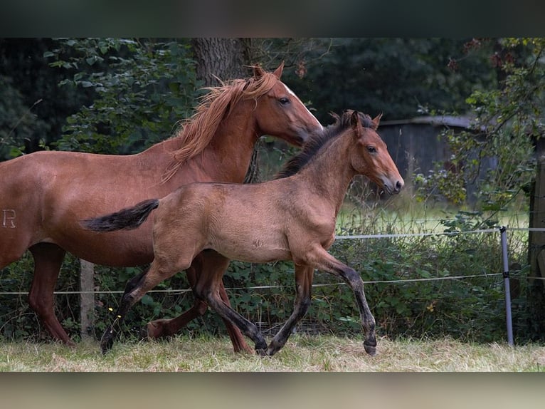 Lusitanien Étalon Poulain (01/2024) 163 cm Bai in GOVEN