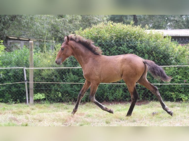 Lusitanien Étalon Poulain (01/2024) 163 cm Bai in GOVEN