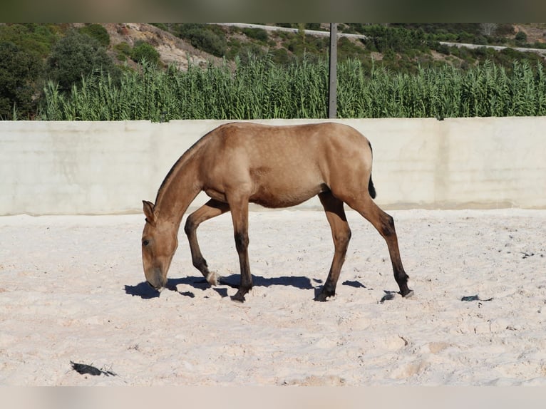 Lusitanien Étalon Poulain (03/2024) 163 cm Buckskin in Rio-Maior