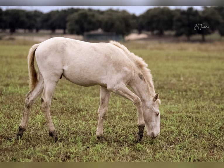 Lusitanien Étalon Poulain (04/2024) 163 cm Cremello in Rio-Maior