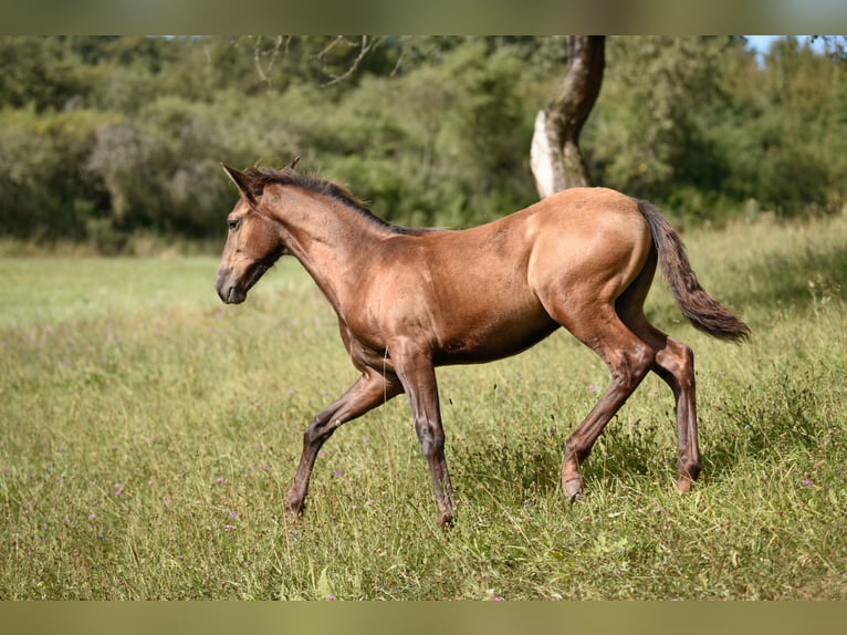 Lusitanien Étalon Poulain (04/2024) 163 cm Grullo in Hýskov