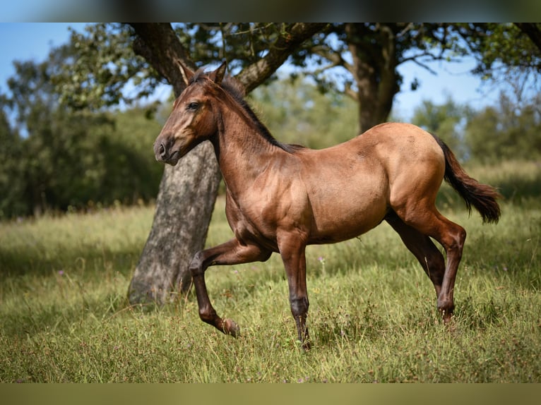 Lusitanien Étalon Poulain (04/2024) 163 cm Grullo in Hýskov