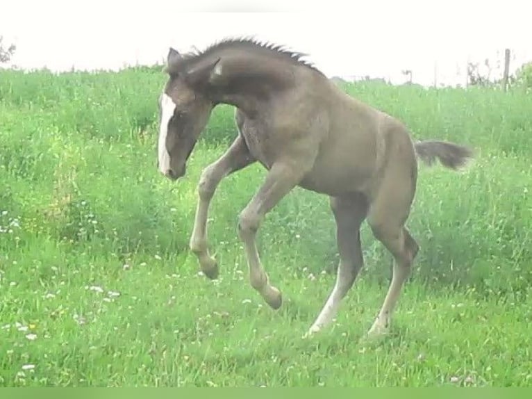 Lusitanien Étalon  163 cm Noir in Siegen