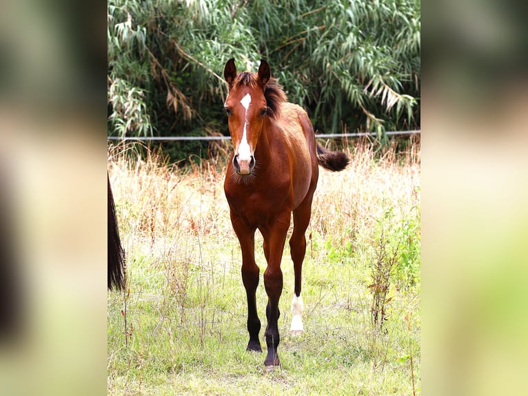 Lusitanien Étalon Poulain (03/2026) 164 cm Bai in Crvalhais
