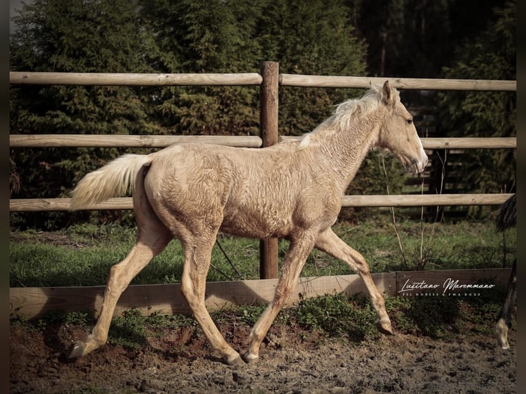 Lusitanien Étalon Poulain (03/2025) 164 cm Palomino in RIO MAIOR