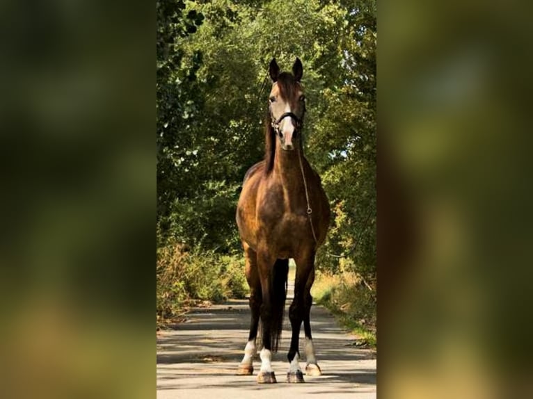 Lusitanien Croisé Étalon Poulain (03/2024) 165 cm Alezan in Vlaardingen