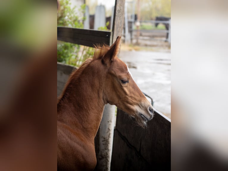 Lusitanien Croisé Étalon Poulain (03/2024) 165 cm Alezan in Vlaardingen