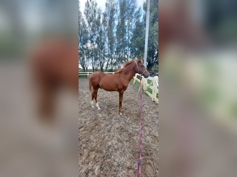 Lusitanien Croisé Étalon Poulain (03/2024) 165 cm Alezan in Vlaardingen