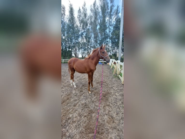 Lusitanien Croisé Étalon Poulain (03/2024) 165 cm Alezan in Vlaardingen