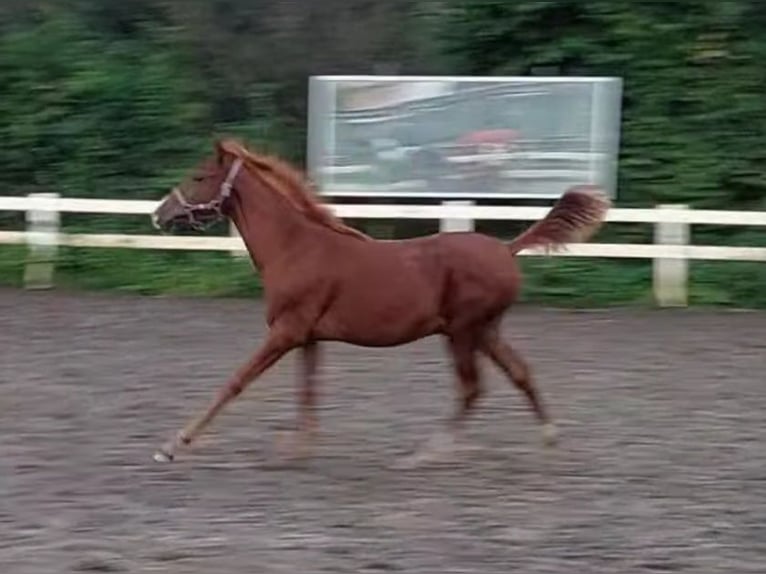 Lusitanien Croisé Étalon Poulain (03/2024) 165 cm Alezan in Vlaardingen