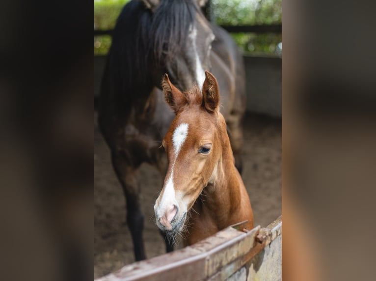 Lusitanien Croisé Étalon Poulain (03/2024) 165 cm Alezan in Vlaardingen