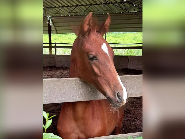 Lusitanien Croisé Étalon Poulain (03/2024) 165 cm Alezan in Vlaardingen