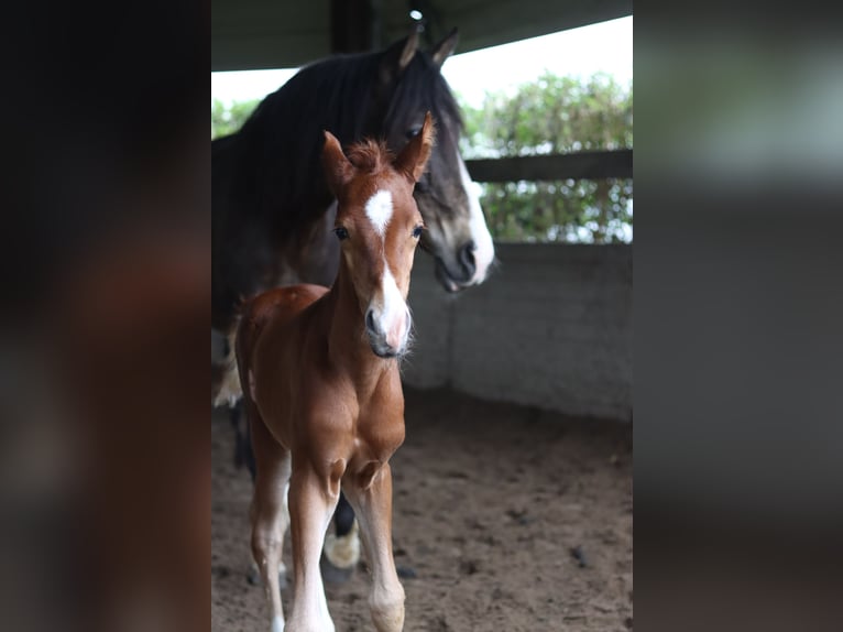 Lusitanien Croisé Étalon Poulain (03/2024) 165 cm Alezan in Vlaardingen