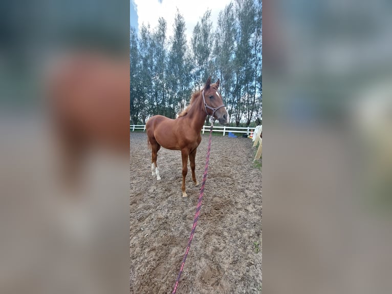 Lusitanien Croisé Étalon Poulain (03/2024) 165 cm Alezan in Vlaardingen