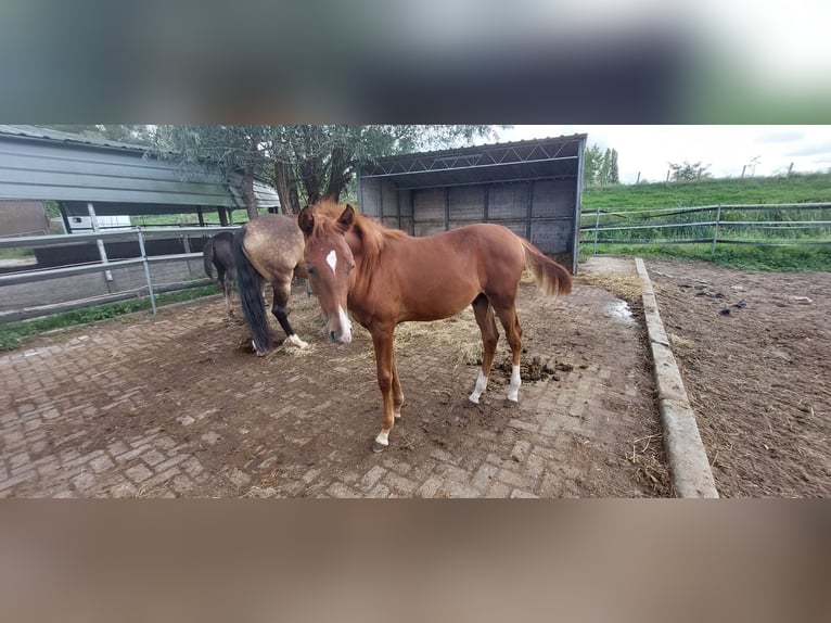 Lusitanien Croisé Étalon Poulain (03/2024) 165 cm Alezan in Vlaardingen