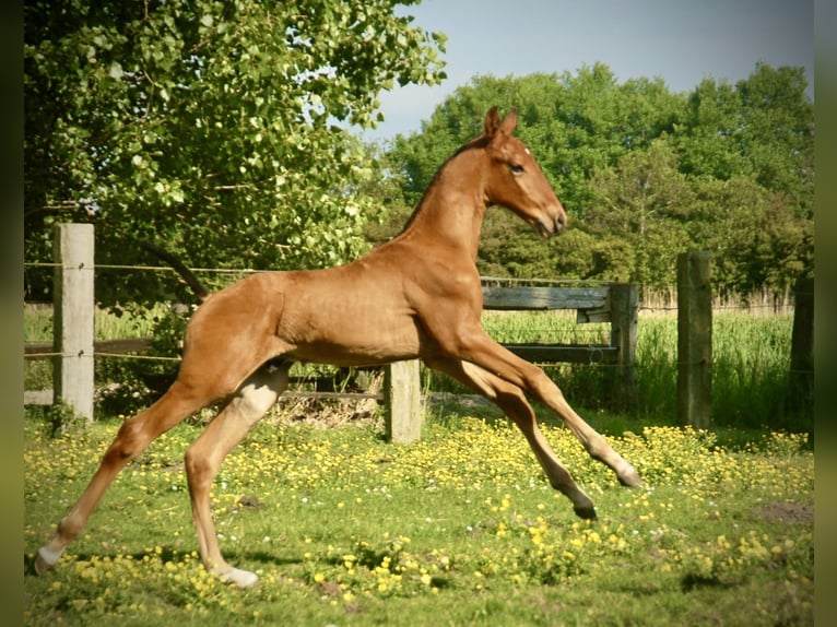 Lusitanien Étalon Poulain (04/2026) 165 cm Bai in Bredene