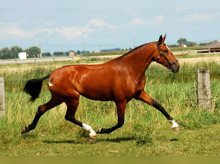 Lusitanien Étalon Poulain (03/2024) 165 cm Bai in Bredene