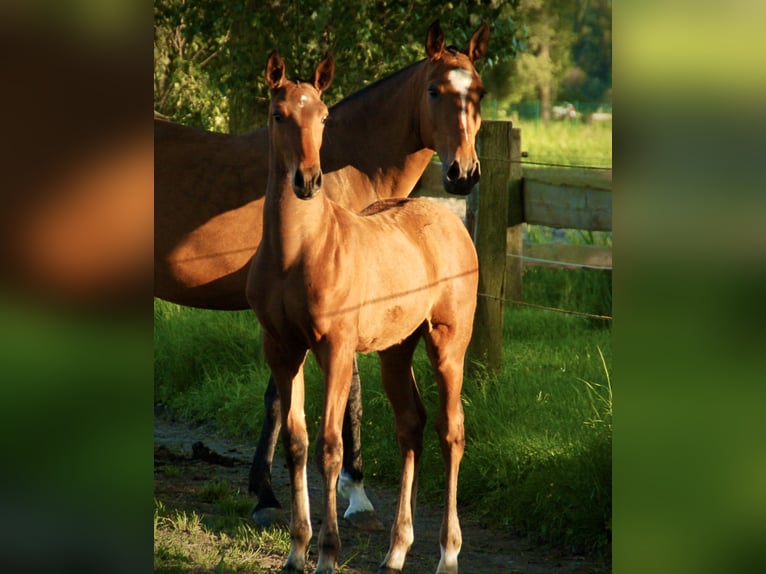 Lusitanien Étalon Poulain (03/2024) 165 cm Bai in Bredene