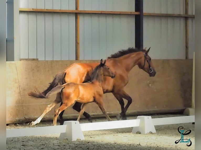 Lusitanien Étalon Poulain (05/2026) 165 cm  in Pleyben