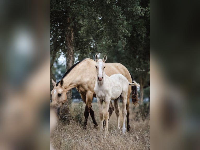 Lusitanien Étalon Poulain (04/2024) 165 cm Palomino in Rio Major