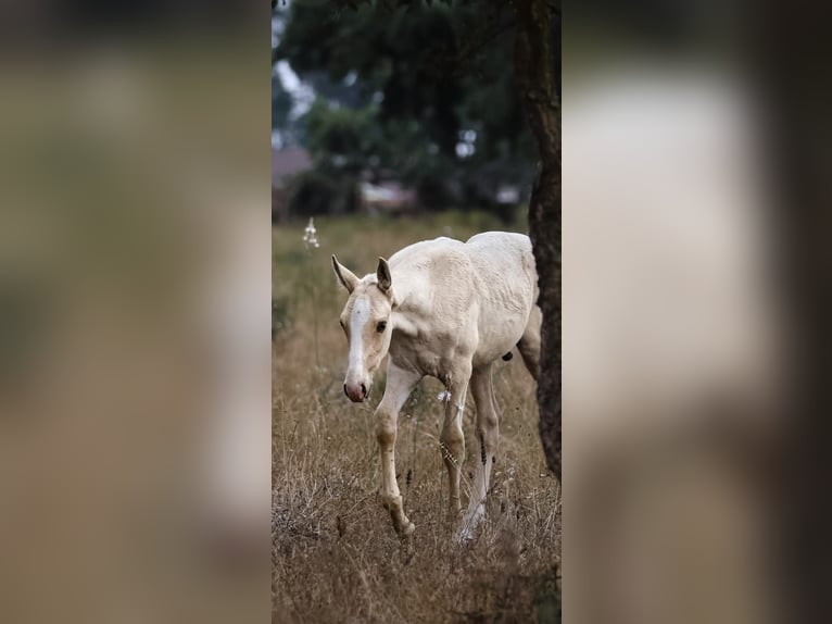 Lusitanien Étalon Poulain (04/2024) 165 cm Palomino in Rio Major