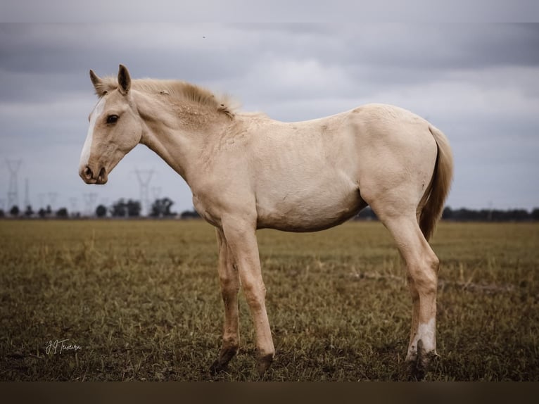 Lusitanien Étalon Poulain (04/2024) 165 cm Palomino in Rio Major