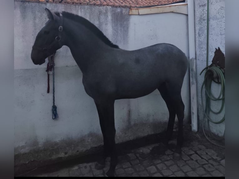 Lusitanien Étalon Poulain (07/2026) 170 cm Gris in Penha Garcia