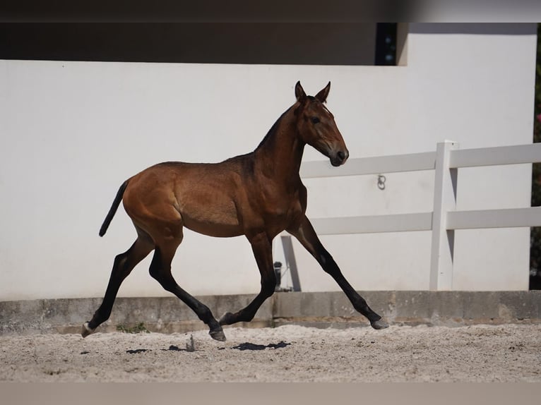 Lusitanien Étalon Poulain (01/2024) Bai in Agua Derramada