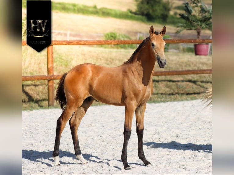 Lusitanien Étalon Poulain (01/2026) Buckskin in Grury
