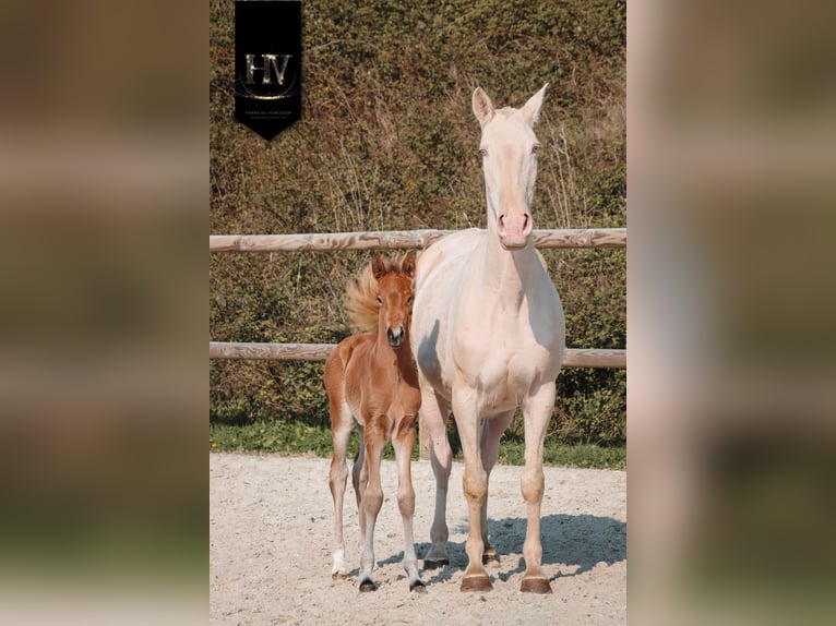Lusitanien Étalon Poulain (01/2026) Buckskin in Grury