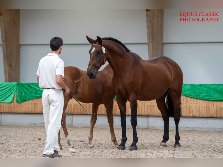 Lusitanien Étalon Poulain (04/2024) Perle in Neerloon