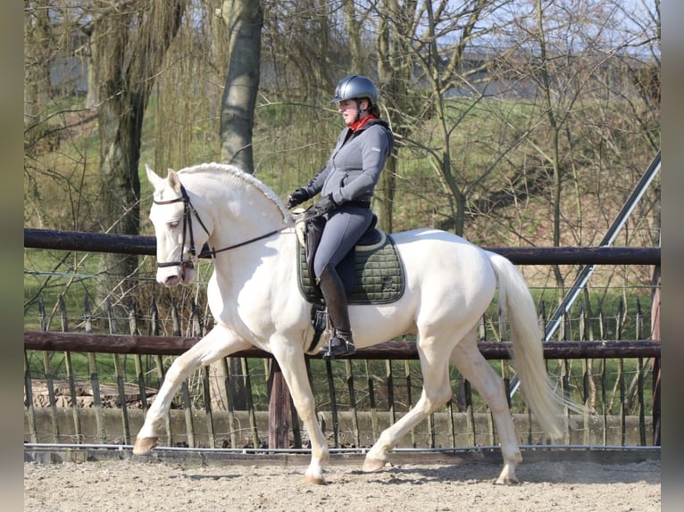 Lusitanien Étalon Poulain (04/2024) Perle in Neerloon