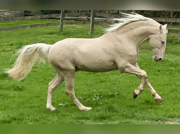 Lusitanien Étalon Poulain (05/2024) Perle in Wöllstein