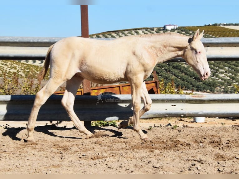 Lusitanien Étalon Poulain (04/2024) Perlino in Provinz Cordoba