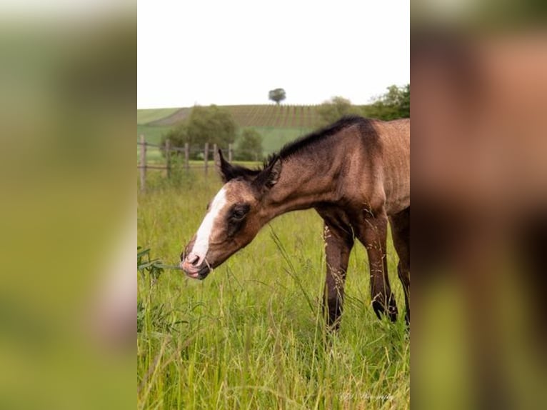 Lusitanien Étalon Poulain (05/2024) Peut devenir gris in Wöllstein