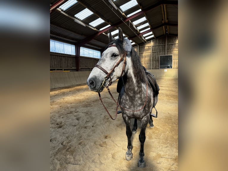 Lusitanien Hongre 10 Ans 151 cm Gris pommelé in Westerland