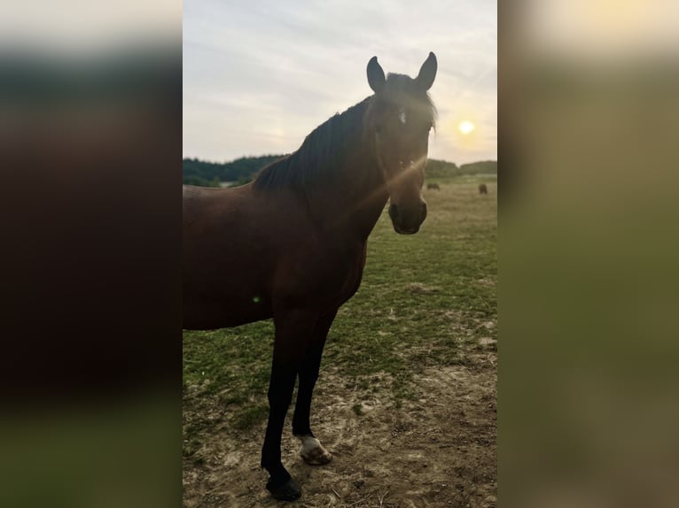 Lusitanien Hongre 10 Ans 155 cm Bai in Wachtberg