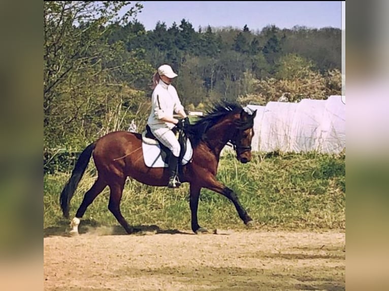 Lusitanien Hongre 10 Ans 155 cm Bai in Wachtberg