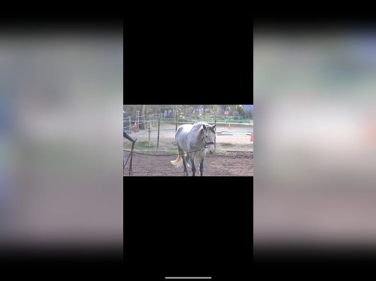 Lusitanien Hongre 10 Ans 155 cm Gris in Ventabren